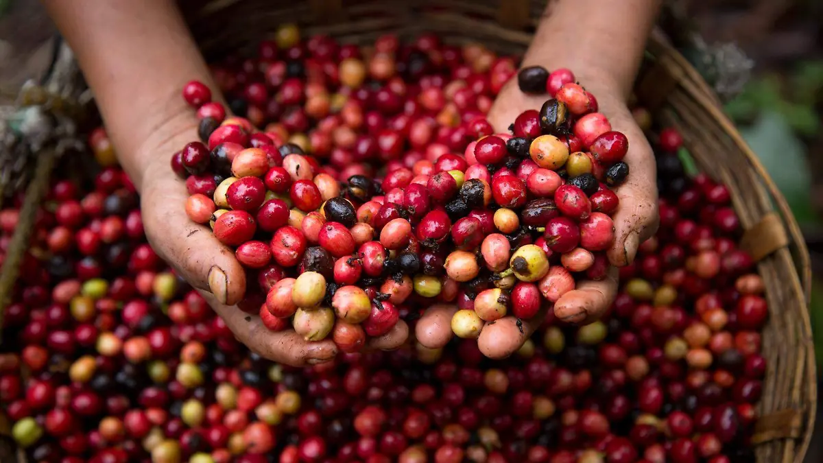 El café arábigo, normalmente es afectado por un escarabajo conocido como “Broca del Café”