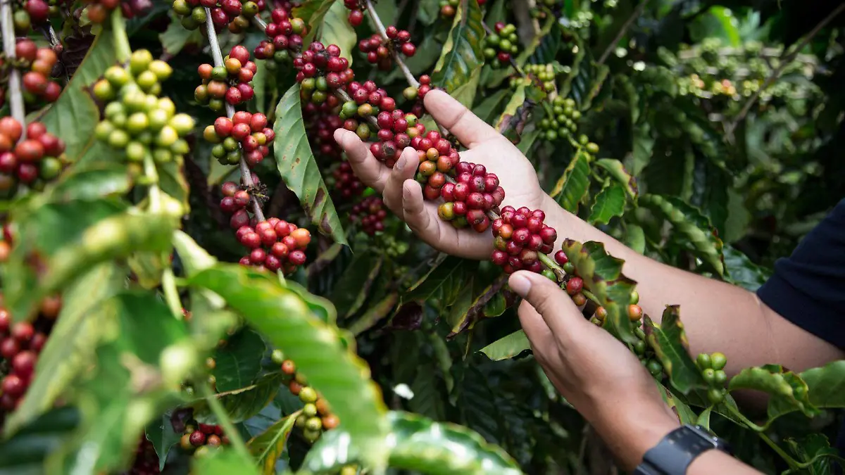 El café robusta es resistente a ambas plagas, pero es afectado por el escarabajo llamado “Barrenador de Tallo”