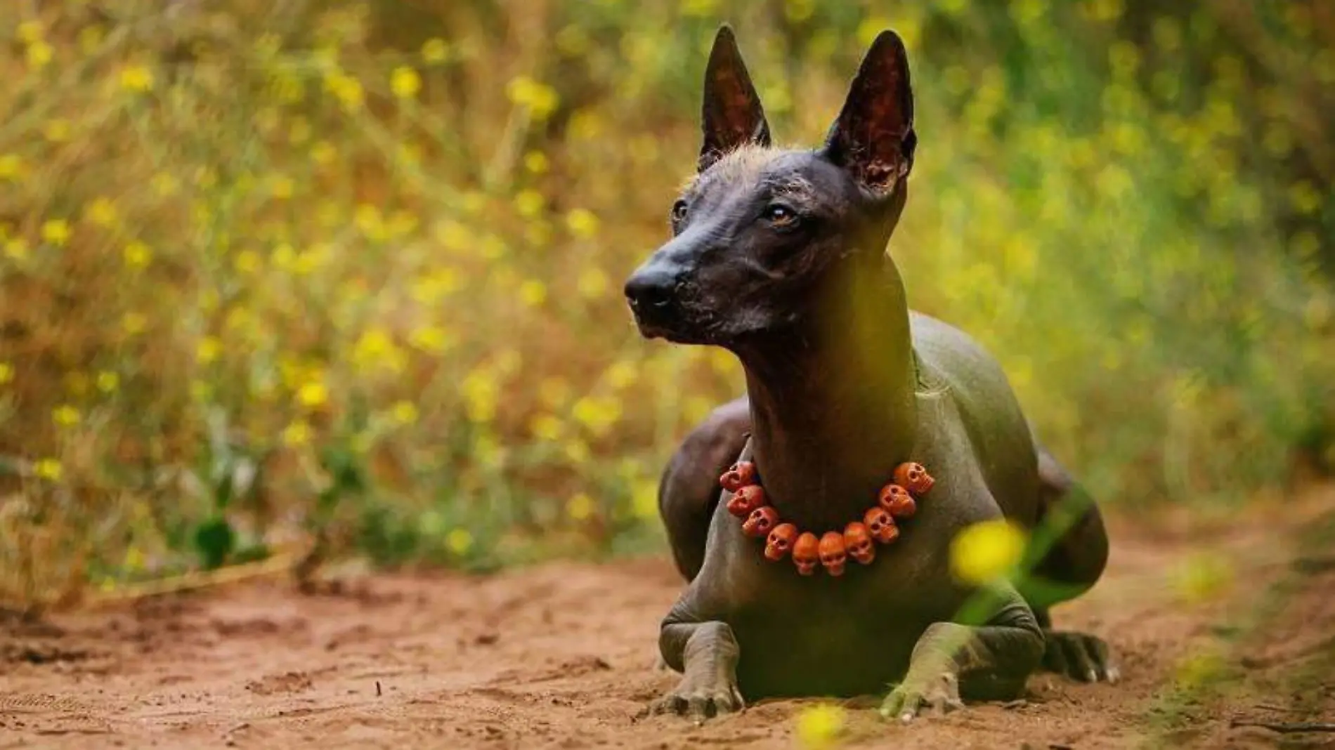 xoloitzcuintle