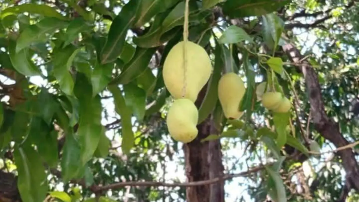 Mango Ataulfo