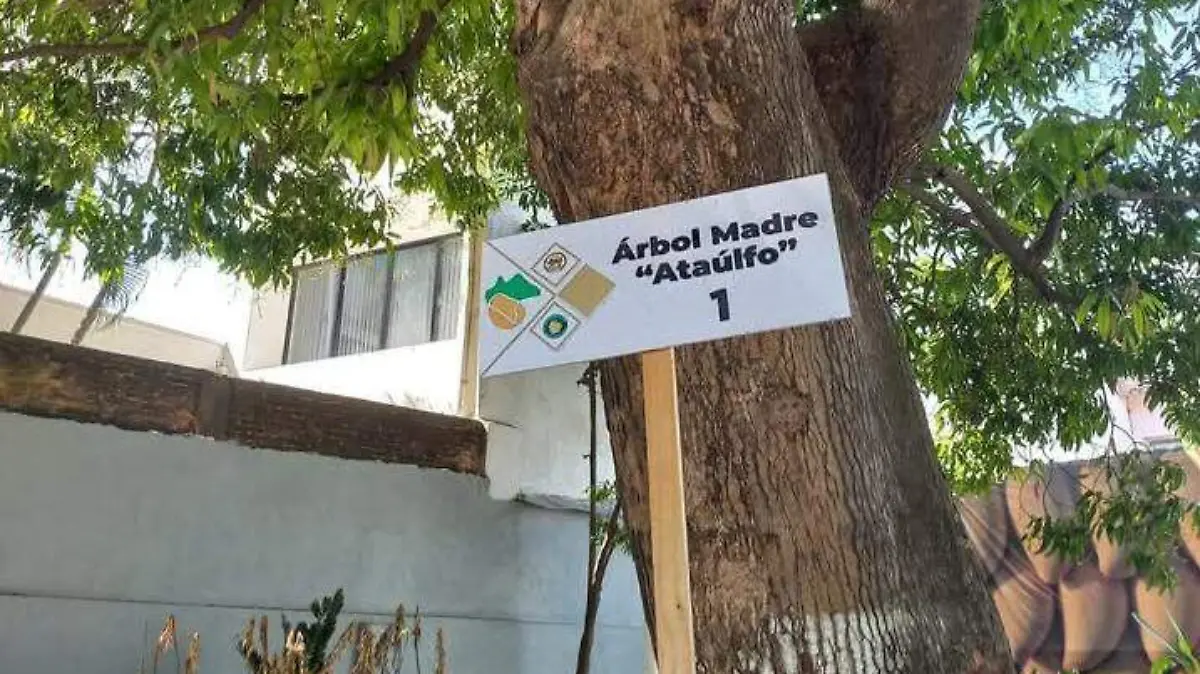 Mango Ataulfo Tapachula 