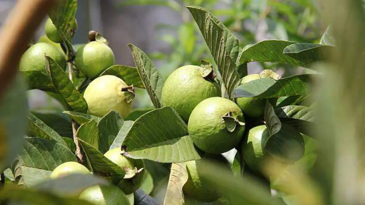 guayaba