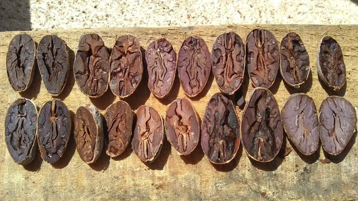 cacao