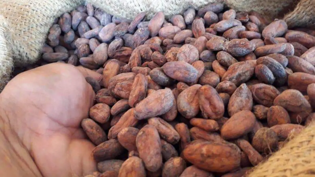 Precio cacao