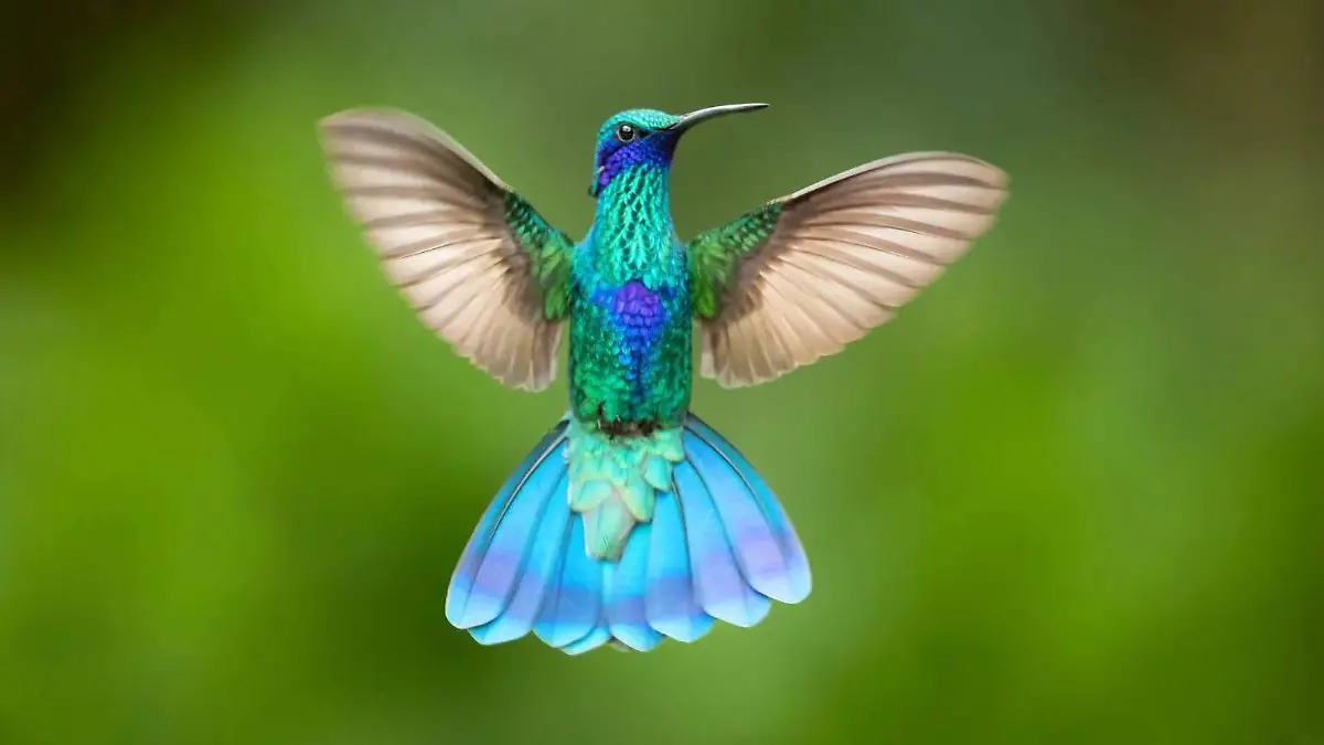 colibrí