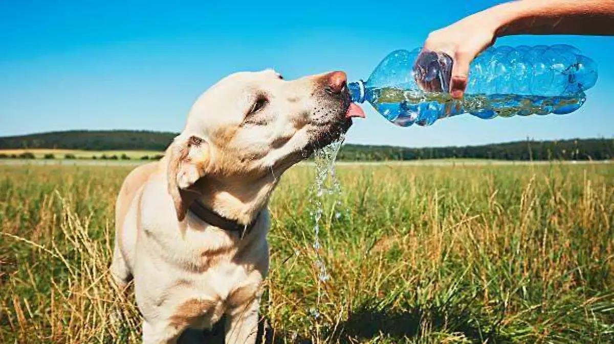 perrito tomando agua