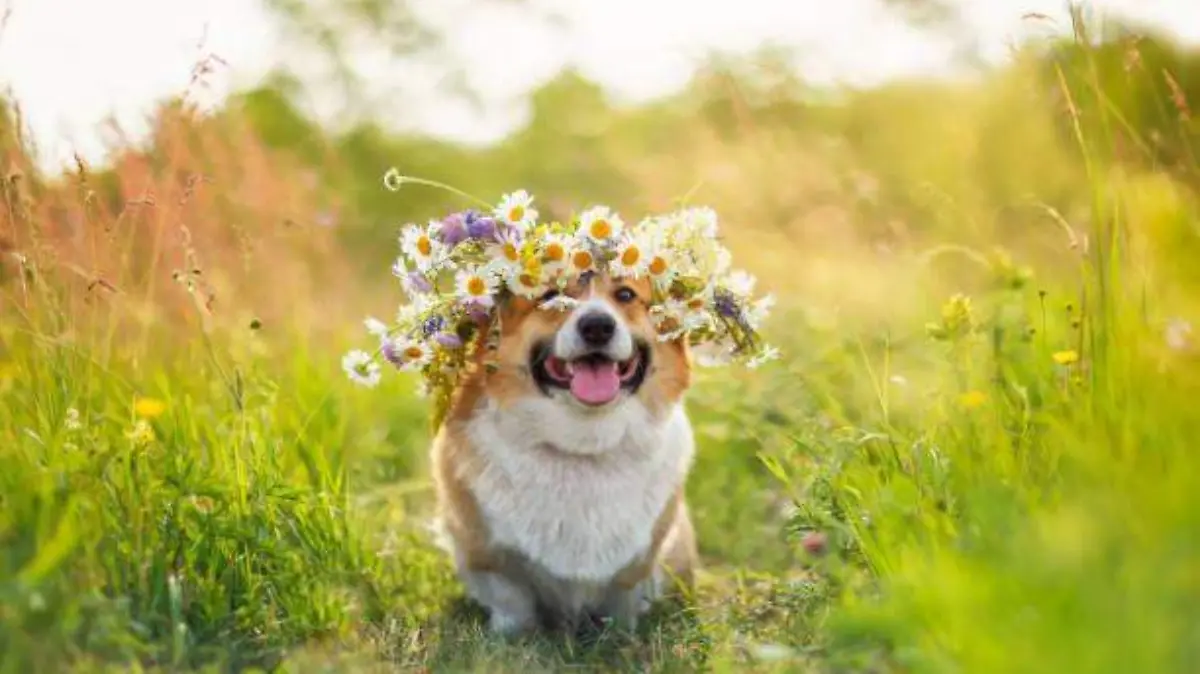 PRIMAVERA