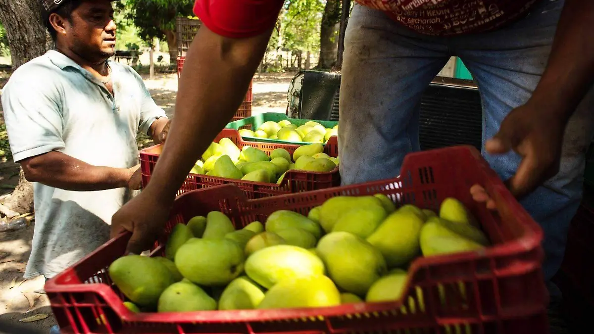 mangos