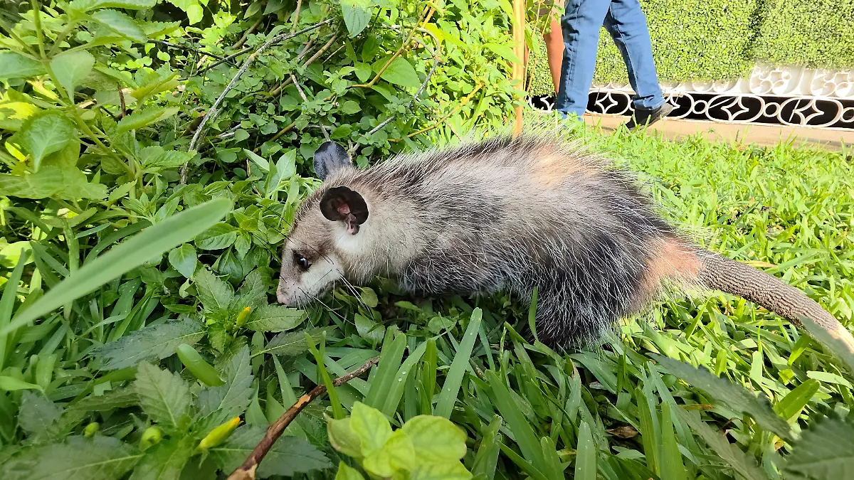 Tlacuache peluchina 2