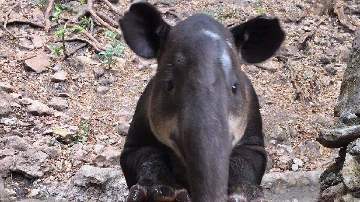 Tapir trompita
