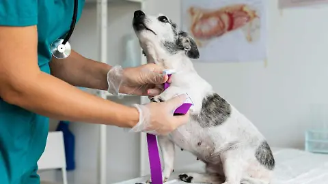 Cómo saber si mi mascota necesita ir al veterinario? - Diario del Sur |  Noticias Locales, Policiacas, sobre México, Chiapas y el Mundo