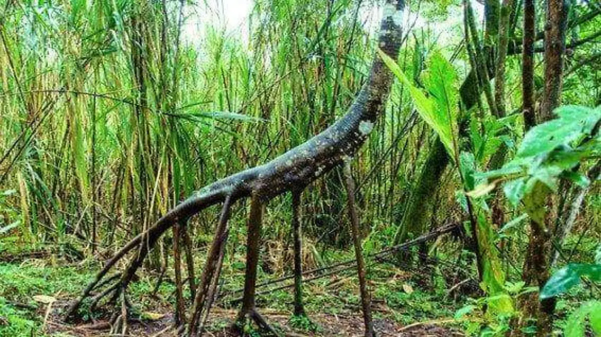 arbol caminante