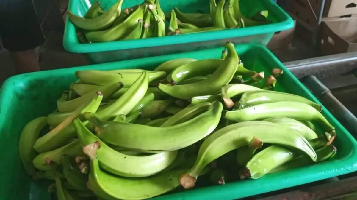 platano de centroamérica
