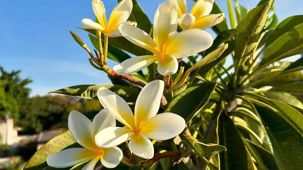 Flor de Mayo