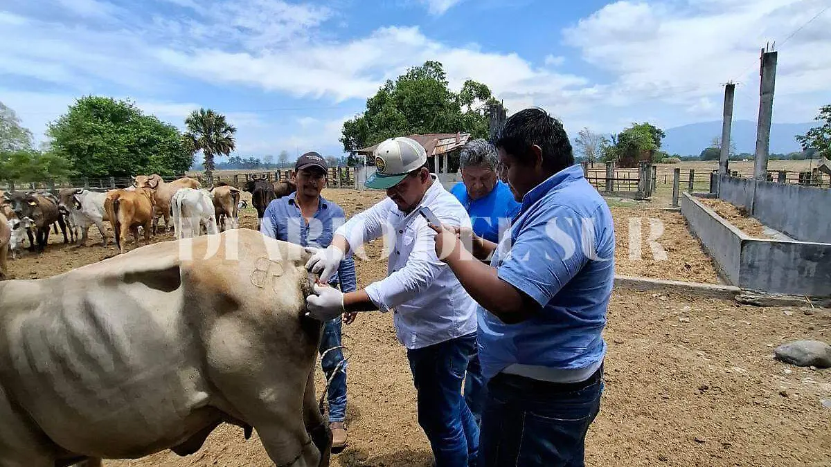 Vaca con gusano barrenador 