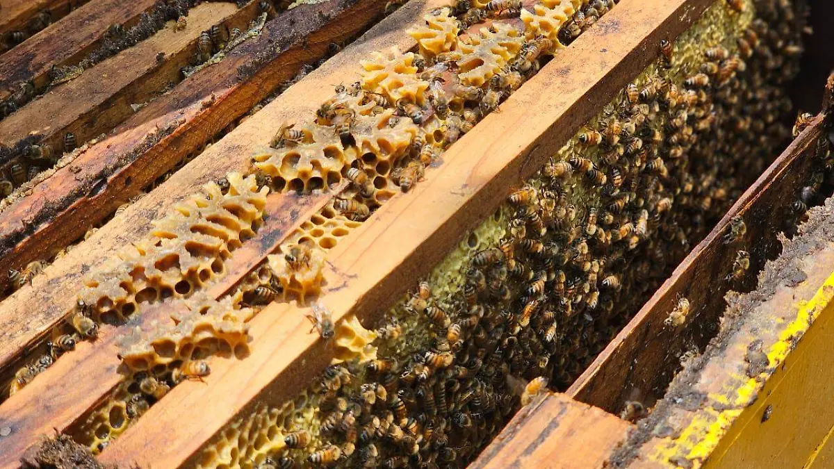Colmena de abejas