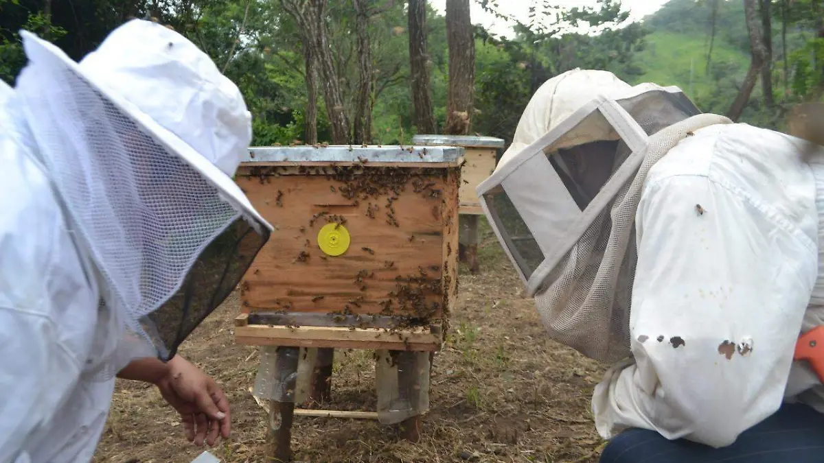 Apicultores de Chiapas