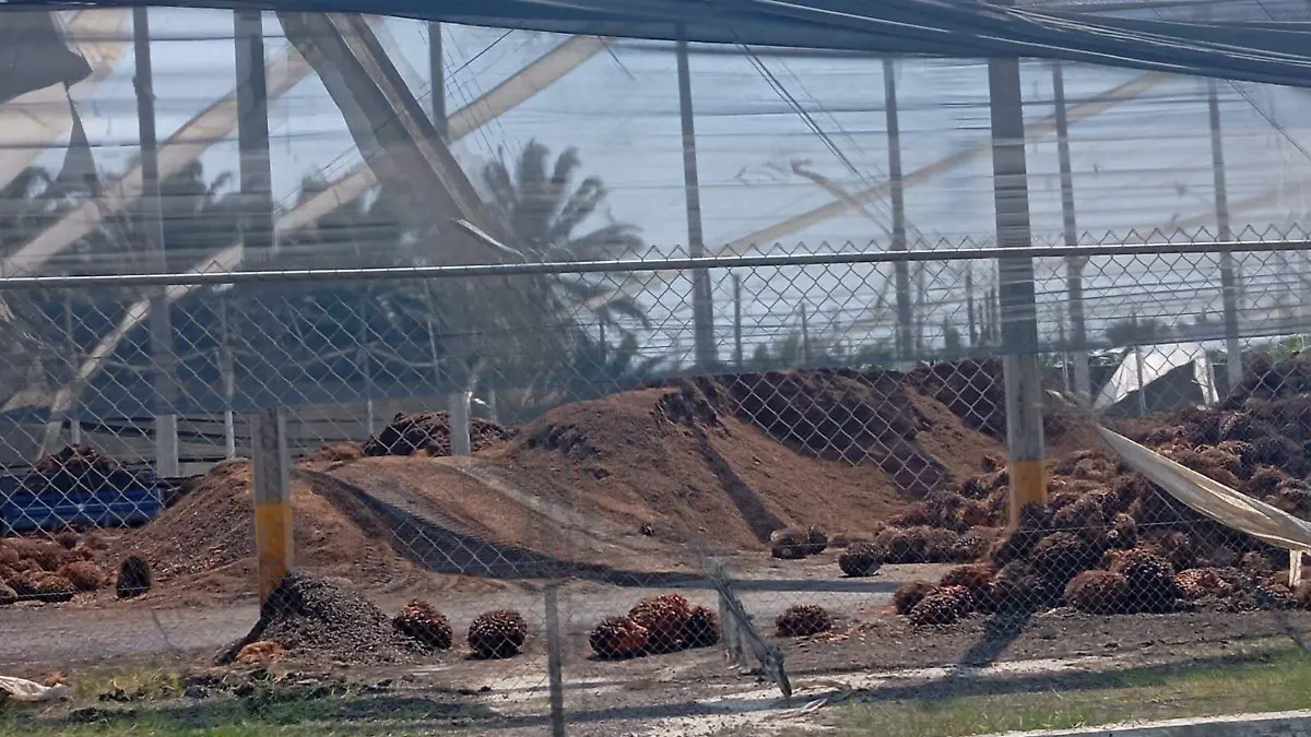 Planta de palma de aceite en Chiapas