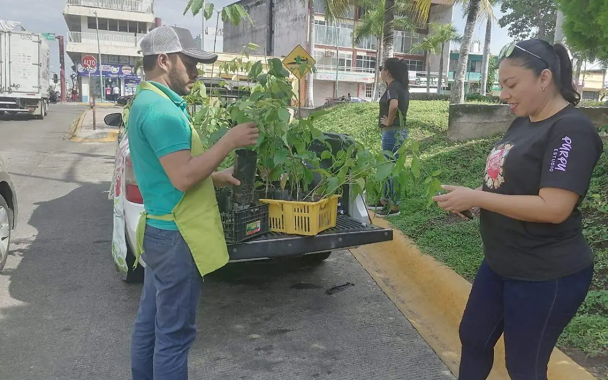reforestación