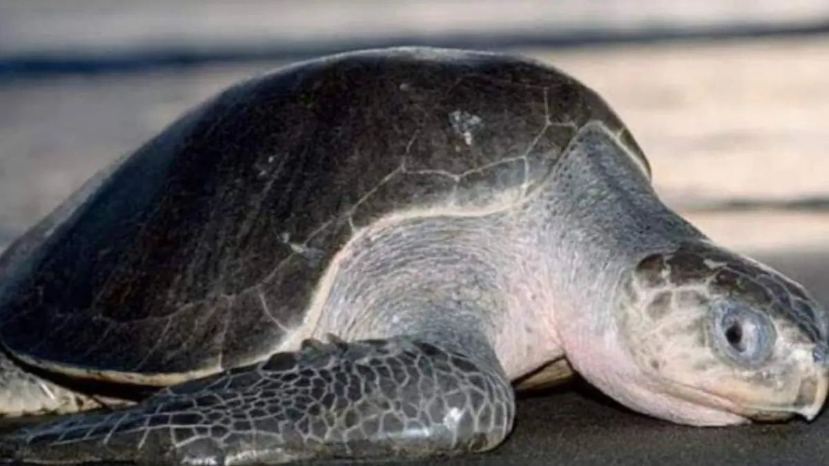 tortugas