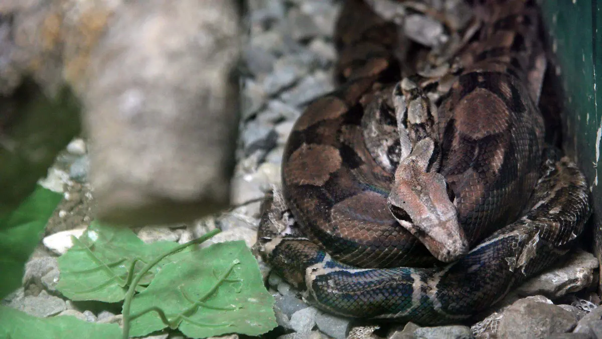 cuartoscuro_207695_digital