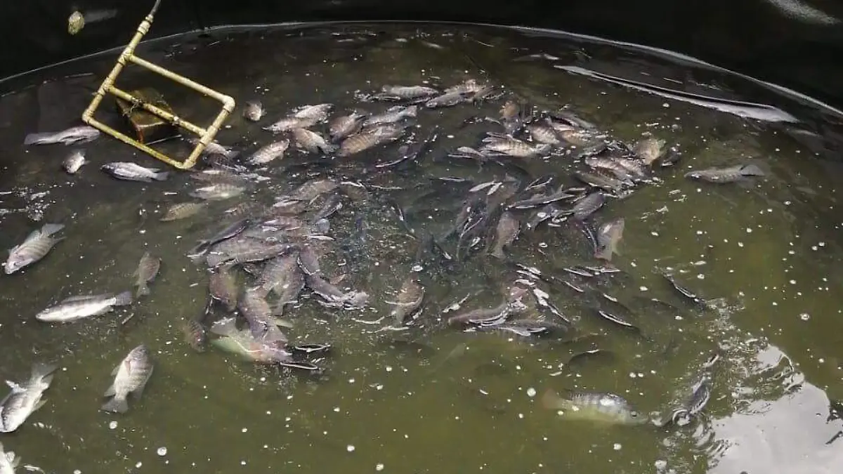 tilapia