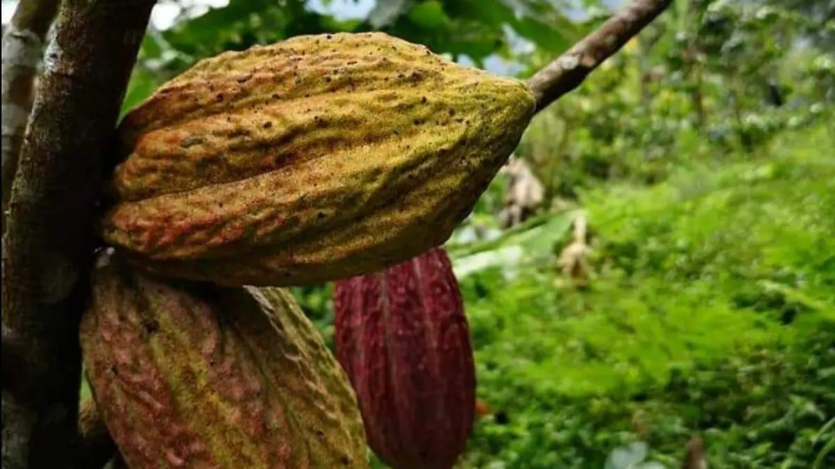 cacao
