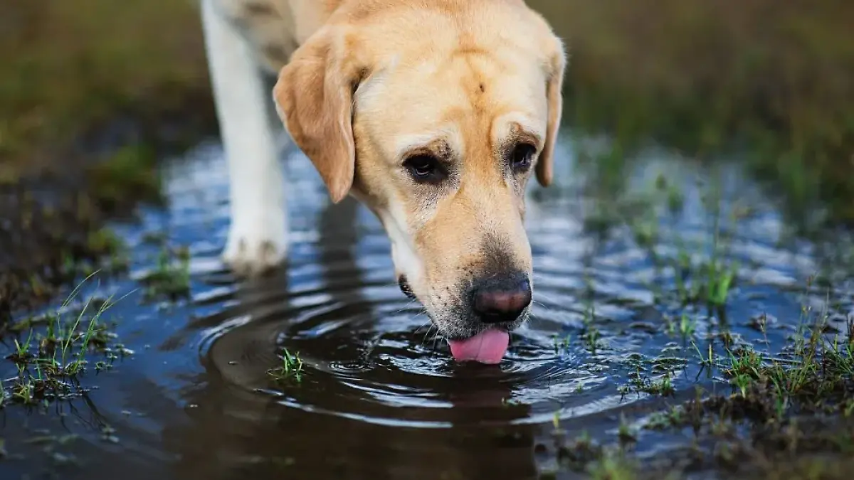 perrito tomando agua de un charco