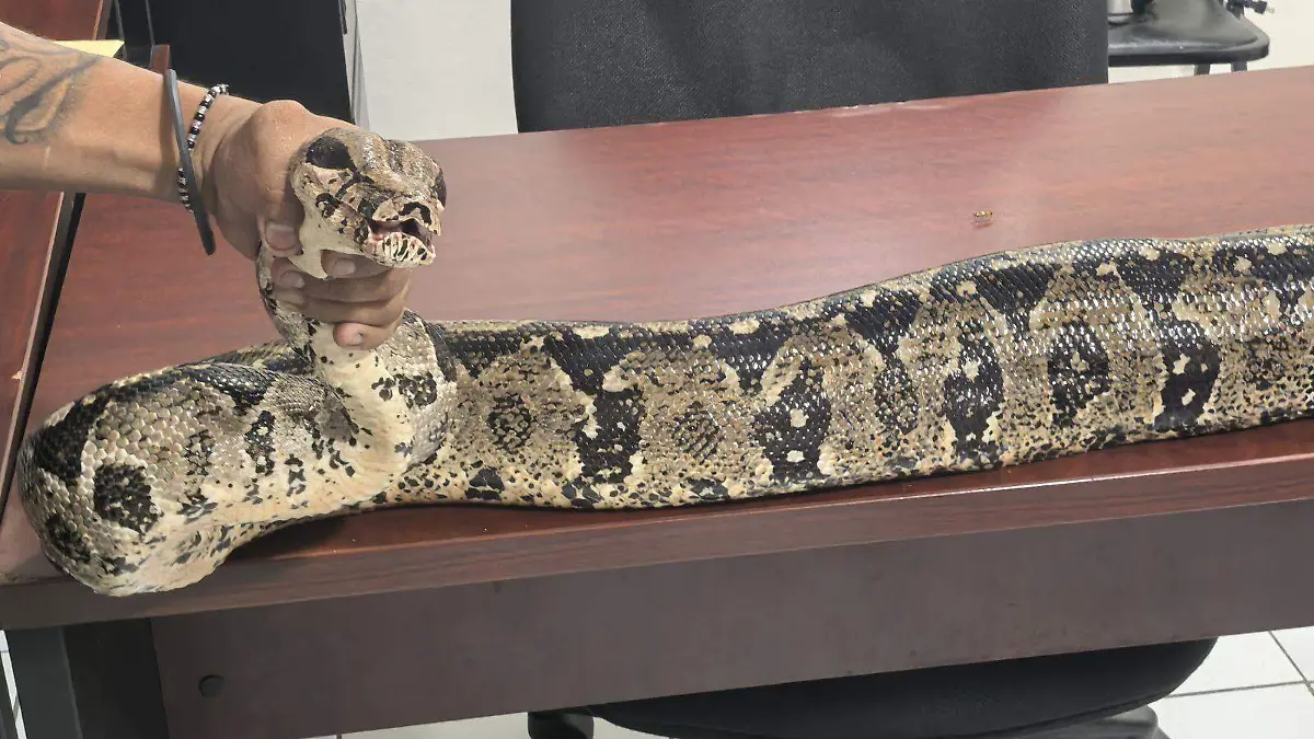 boa