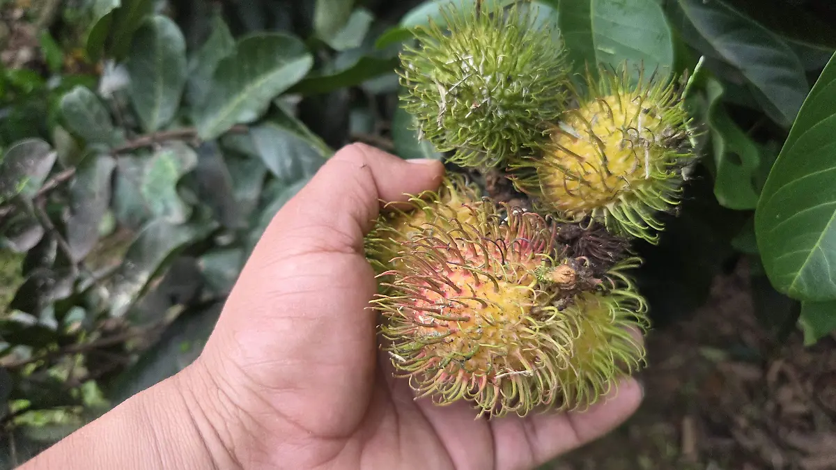Rambután 