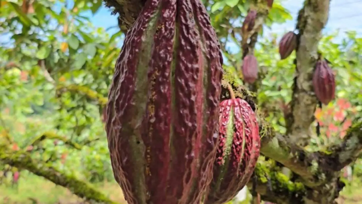 Cacao 