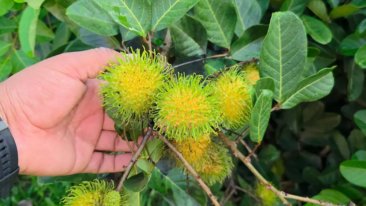 rambutan