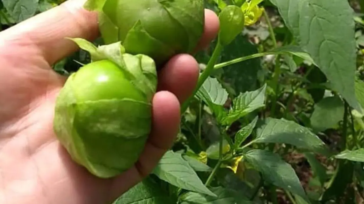 tomate verde