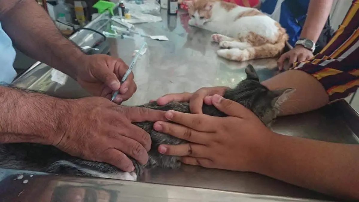 vacunación gatitos