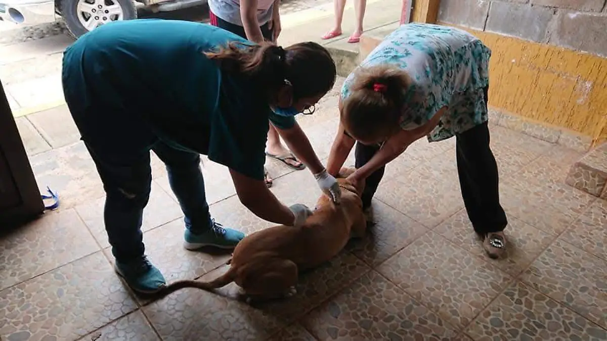 vacunación perrito