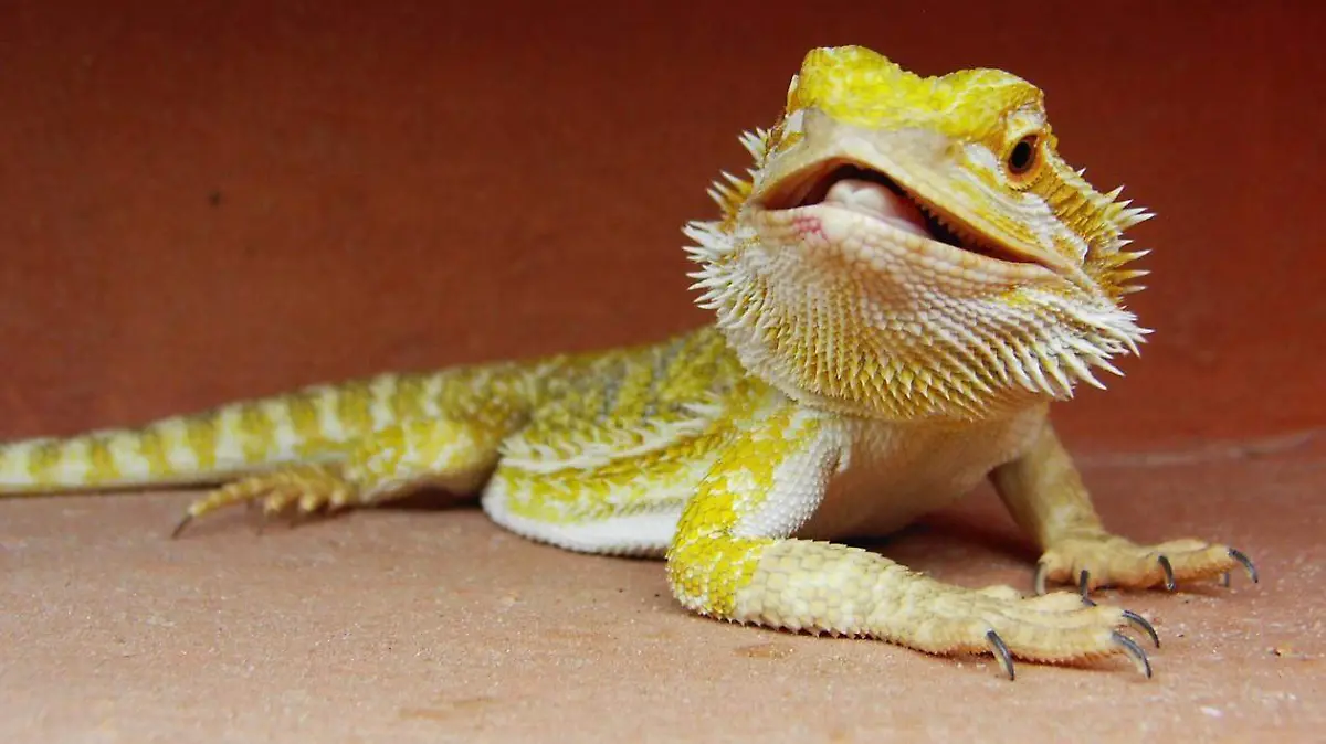 dragon barbudo