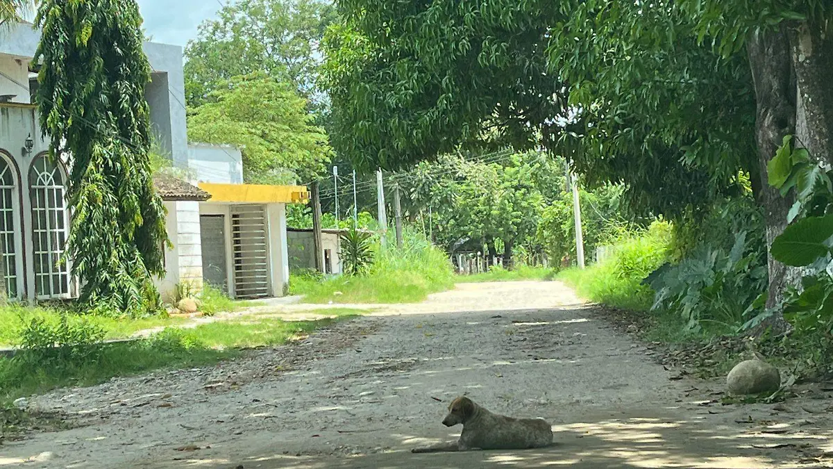 perritos de la calle