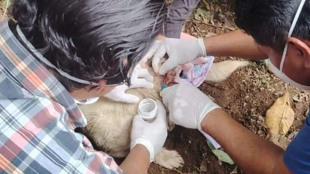 perrito con gusano b