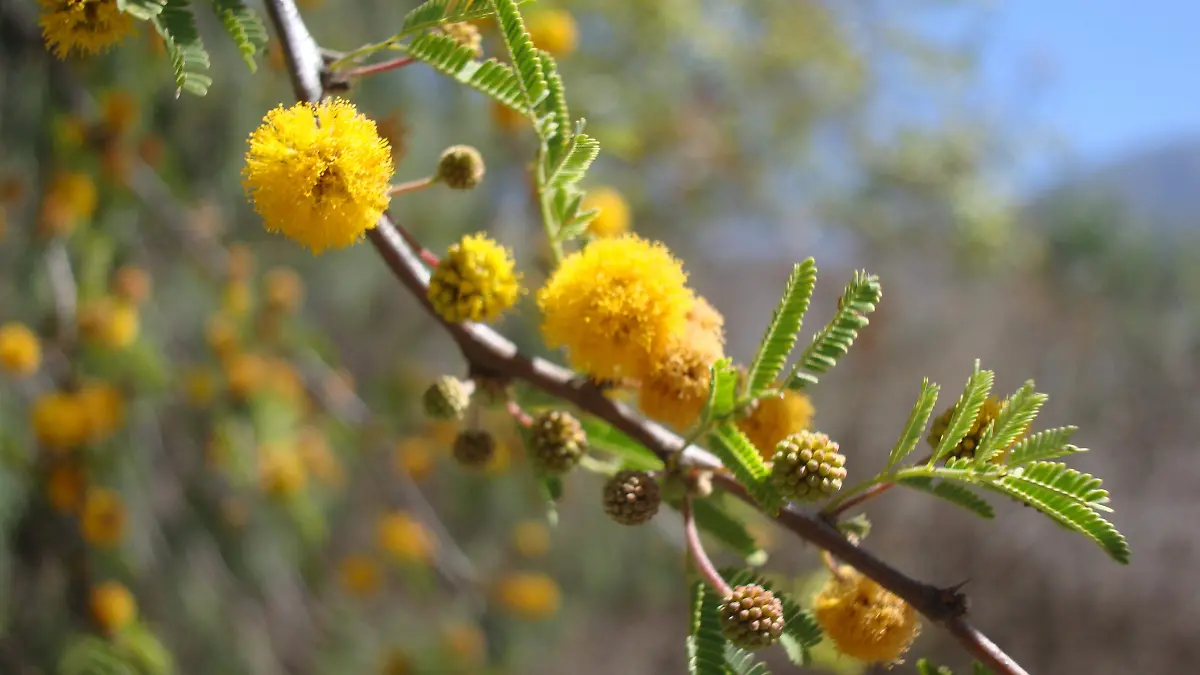 flores-huizache