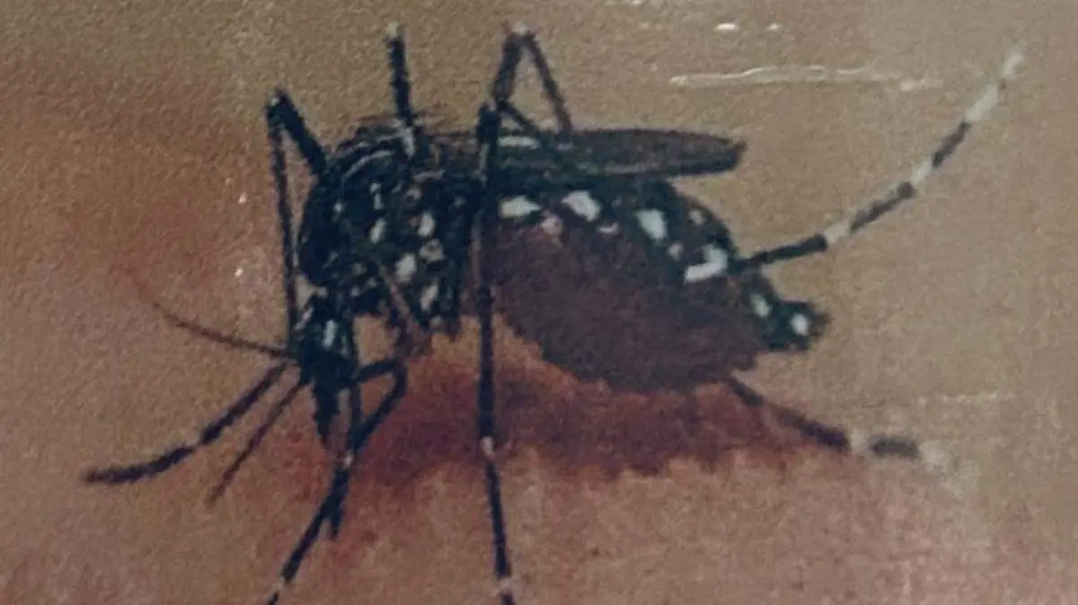 DENGUE 