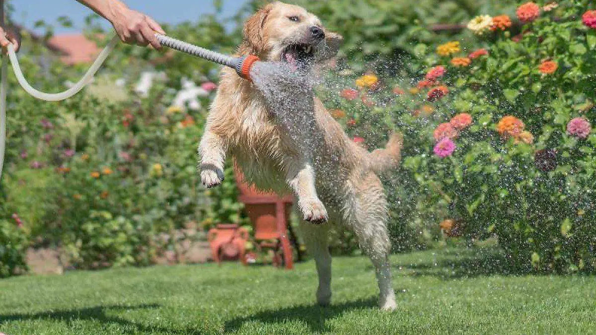 perro en verano