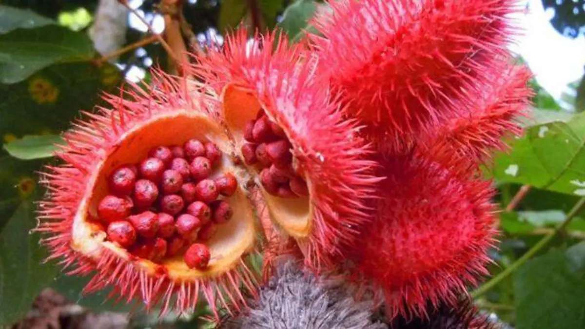 ACHIOTE