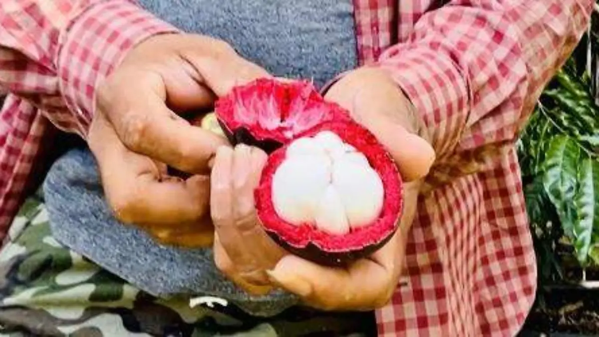 MANGOSTAN 1