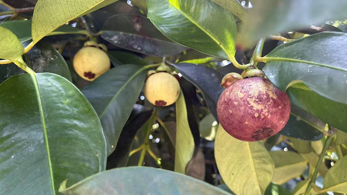 MANGOSTAN