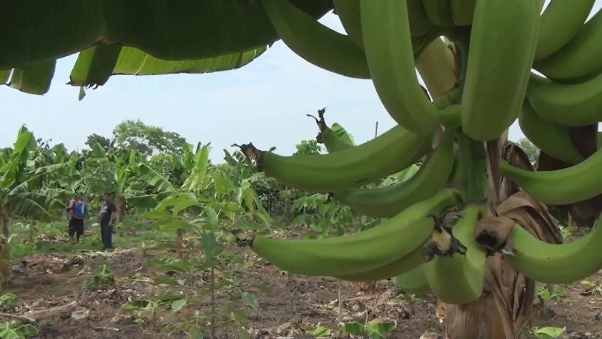 Productores plátano 