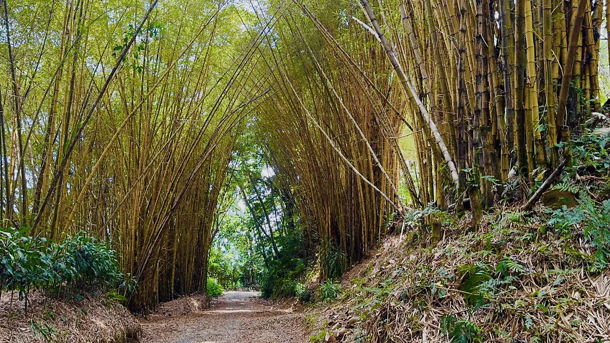 Ruta del café Tapachula