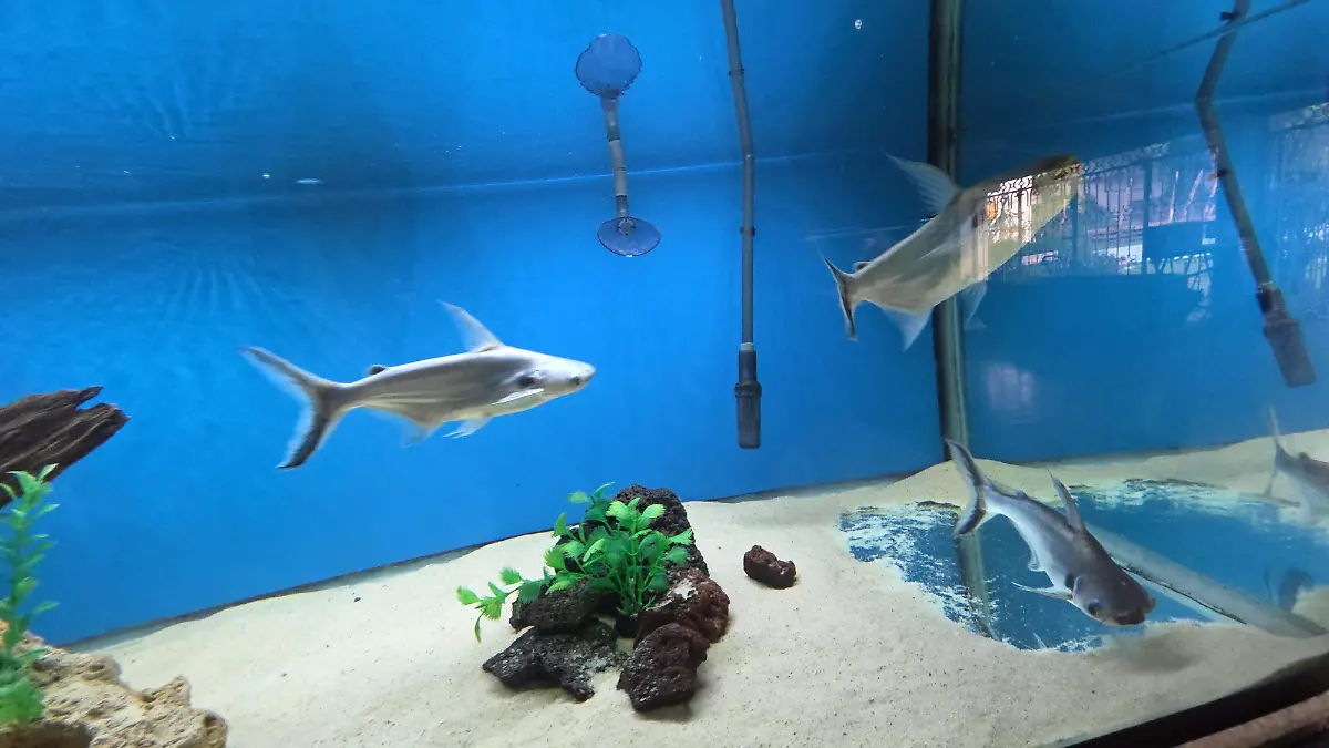 Blue World Aquarium representará a Chiapas en la Expo Acuario Nacional