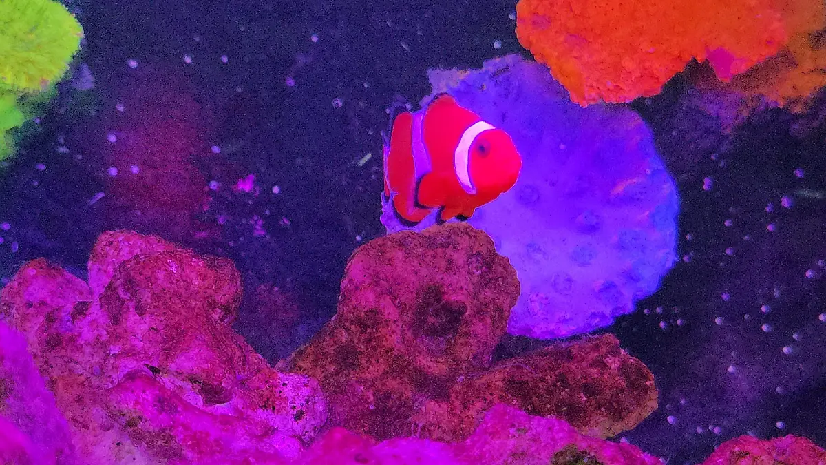 Blue World Aquarium representará a Chiapas en la Expo Acuario Nacional 2