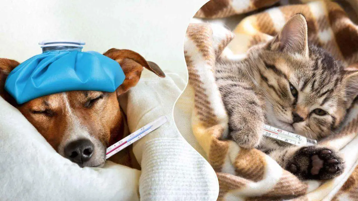 perro y gato