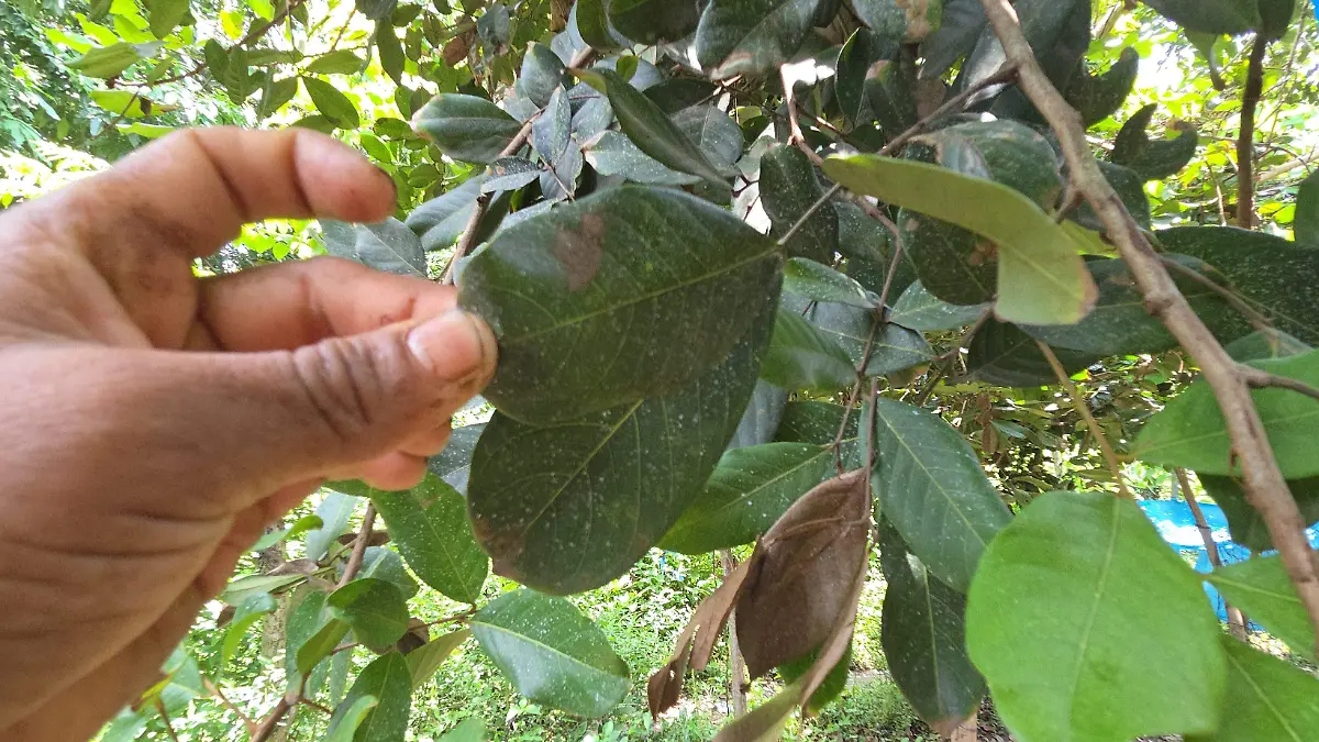 ejido Marte R. Gómez